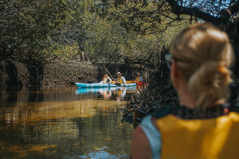 Kayak Tour In Adelaide Dolphin Sanctuary - Accommodation Port Macquarie 0