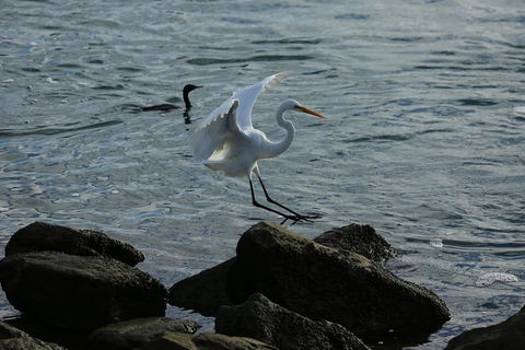 Kayak Tour In Adelaide Dolphin Sanctuary - Accommodation Port Macquarie 1