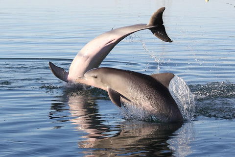 Kayak Tour In Adelaide Dolphin Sanctuary - Accommodation Port Macquarie 5