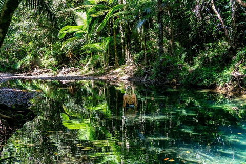 Daintree And Cape Tribulation Full Day Guided Tour - Accommodation Port Macquarie 1