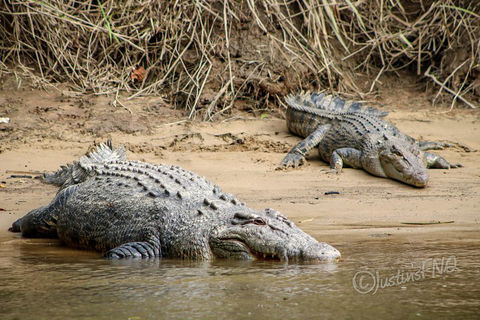 Daintree And Cape Tribulation Full Day Guided Tour - Accommodation Port Macquarie 3