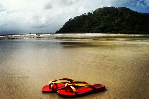 Daintree And Cape Tribulation Full Day Guided Tour - Accommodation Port Macquarie 4