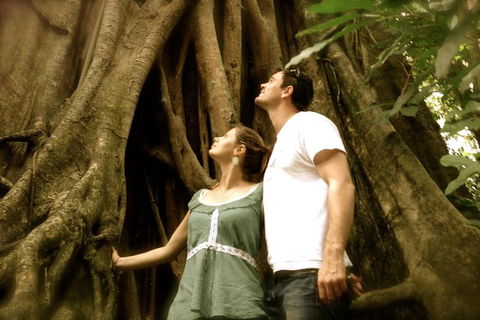 Daintree And Cape Tribulation Full Day Guided Tour - Accommodation Port Macquarie 5