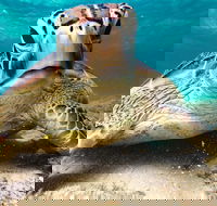 Sail Snorkel SUP  Kayak Charter Whitsundays - Accommodation Port Macquarie