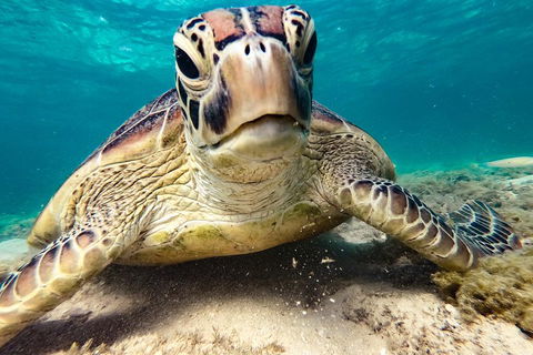 Sail, Snorkel, SUP & Kayak Charter Whitsundays - Accommodation Port Macquarie 0