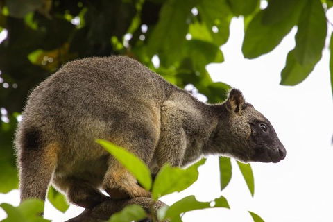 Cairns & Port Douglas All-Inclusive 7 Days Touring Package - Accommodation Port Macquarie 3