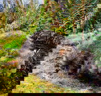 Cradle Mountain National Park Day Tour from Launceston - Accommodation Port Macquarie