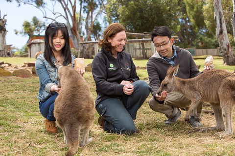 Bonorong Wildlife Park And Richmond Afternoon Tour From Hobart - Accommodation Port Macquarie 1