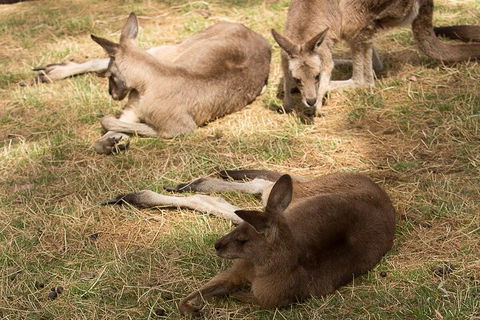 Bonorong Wildlife Park And Richmond Afternoon Tour From Hobart - Accommodation Port Macquarie 3