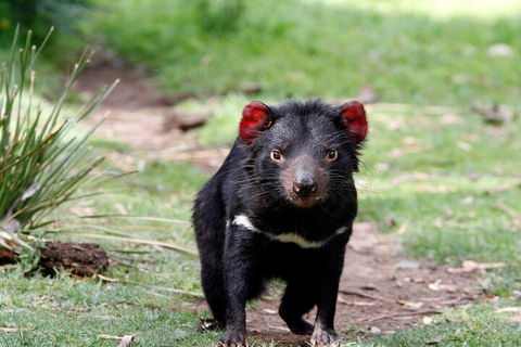 Bonorong Wildlife Park And Richmond Afternoon Tour From Hobart - Accommodation Port Macquarie 4