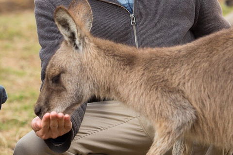 Bonorong Wildlife Park And Richmond Afternoon Tour From Hobart - Accommodation Port Macquarie 5