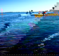 Penguin and Seal Islands Sea Kayaking Experience - Accommodation Port Macquarie