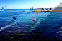 Penguin and Seal Islands Sea Kayaking Experience, Perth