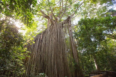 Double Pack-Ancient Rainforest And Waterfalls! - Accommodation Port Macquarie 5