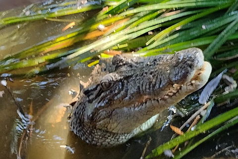 Litchfield Park Adventures And Jumping Crocodile Cruise + Butterfly Farm - Accommodation Port Macquarie 4