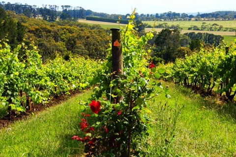 Mornington Peninsula Sightseeing Tour For 2-6 Guests. - Accommodation Port Macquarie 3