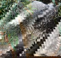 Private Blue Mountains and Wildlife Park Tour from Sydney with Barbecue Lunch - Accommodation Port Macquarie