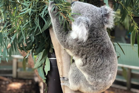 Private Blue Mountains And Wildlife Park Tour From Sydney With Barbecue Lunch - Accommodation Port Macquarie 0