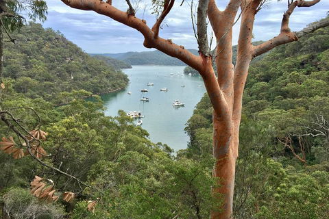 Shore Excursion: Sydney's Northern Beaches & Ku-ring-gai National Park Bus Tour - Accommodation Port Macquarie 1