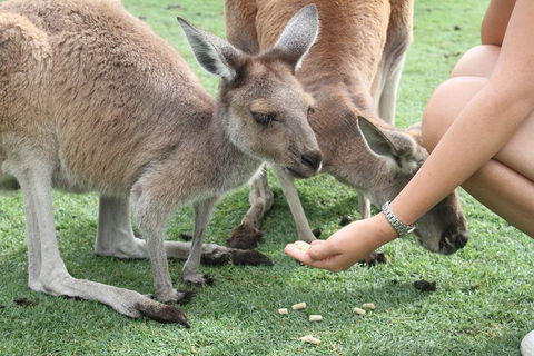 Pinnacles Desert, Koalas And Sandboarding 4WD Day Tour From Perth - Accommodation Port Macquarie 1