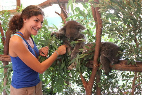 Pinnacles Desert, Koalas And Sandboarding 4WD Day Tour From Perth - Accommodation Port Macquarie 5