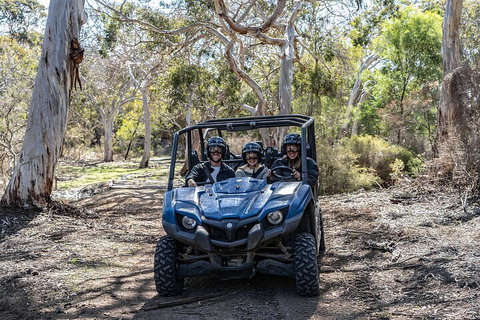 Small-Group Buggy Tour At Little Sahara With Guide - Accommodation Port Macquarie 0