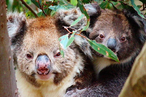 Small-Group Buggy Tour At Little Sahara With Guide - Accommodation Port Macquarie 5
