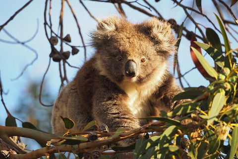 2-Hour Koala Walking Tour In Kangaroo Island - Accommodation Port Macquarie 0