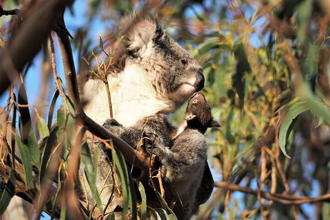 2-Hour Koala Walking Tour In Kangaroo Island - Accommodation Port Macquarie 1