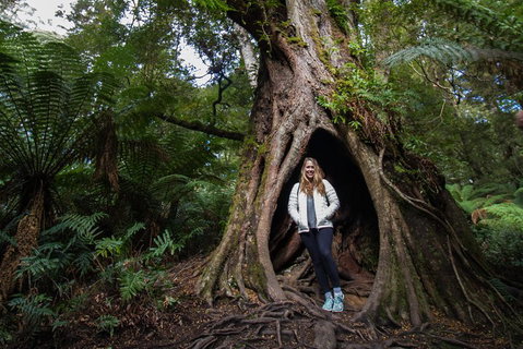 Great Ocean Road Small-Group Ecotour From Melbourne - Accommodation Port Macquarie 4