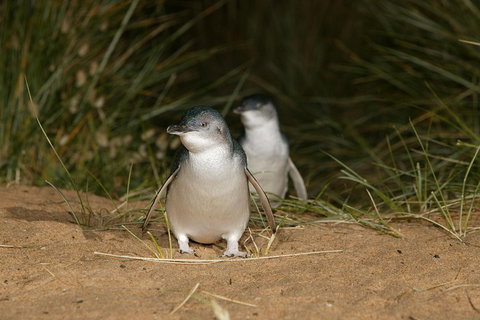 Phillip Island Penguin, Brighton Beach, Moonlit Sanctuary From Melbourne - Accommodation Port Macquarie 2
