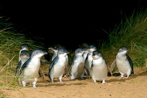 Phillip Island Penguin, Brighton Beach, Moonlit Sanctuary From Melbourne - Accommodation Port Macquarie 5