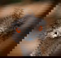Currumbin Wildlife Sanctuary General Entry Ticket - Accommodation Port Macquarie