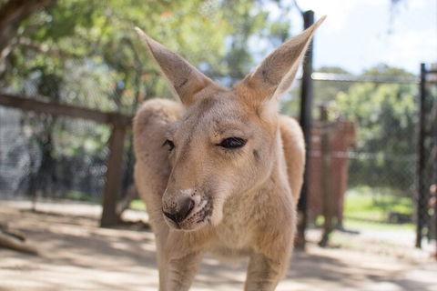 Currumbin Wildlife Sanctuary General Entry Ticket - Accommodation Port Macquarie 2