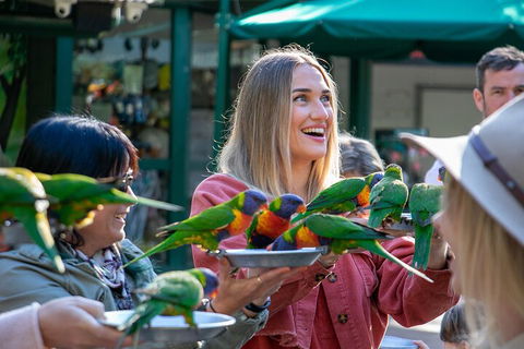 Currumbin Wildlife Sanctuary General Entry Ticket - Accommodation Port Macquarie 3