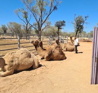 West MacDonnell Ranges Half-Day Small-Group Tour with Camel Ride - Accommodation Port Macquarie