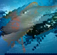 Great Barrier Reef Snorkeling and Diving Cruise from Cairns - Accommodation Port Macquarie