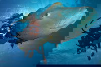 Book Viator Accommodation Vacations Accommodation Port Macquarie Accommodation Port Macquarie