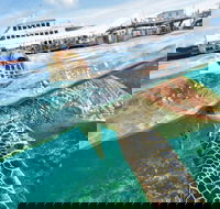 Scenic Helicopter Flight to Moore Reef and Return Snorkeling Cruise from Cairns - Accommodation Port Macquarie