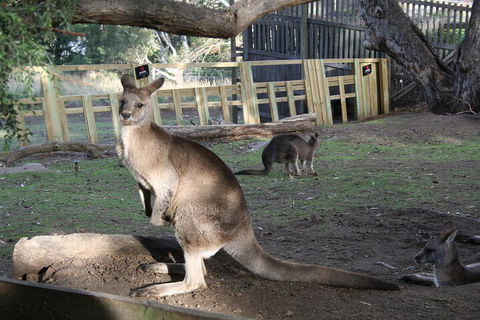 Mt. Wellington, Bonorong And Richmond Day Tour From Hobart - Accommodation Port Macquarie 2
