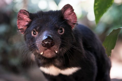 Mt. Wellington, Bonorong And Richmond Day Tour From Hobart - Accommodation Port Macquarie 3