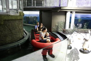 Sydney Attractions Pass: SEA LIFE Aquarium, Sydney Tower Eye, WILD LIFE Zoo and Madame Tussauds