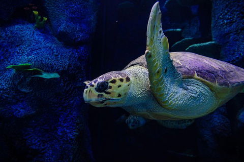 Sydney Attractions Pass: SEA LIFE Aquarium, Sydney Tower Eye, WILD LIFE Zoo And Madame Tussauds - Accommodation Port Macquarie 1