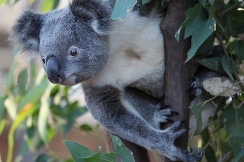 Sydney Attractions Pass: SEA LIFE Aquarium, Sydney Tower Eye, WILD LIFE Zoo And Madame Tussauds - Accommodation Port Macquarie 2
