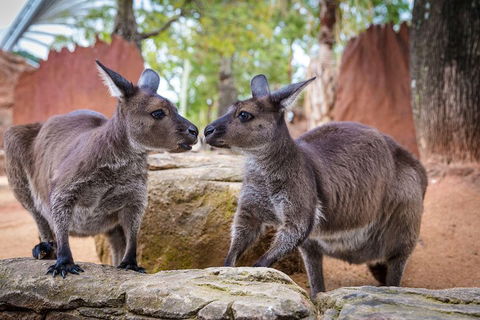 Sydney Attractions Pass: SEA LIFE Aquarium, Sydney Tower Eye, WILD LIFE Zoo And Madame Tussauds - Accommodation Port Macquarie 5