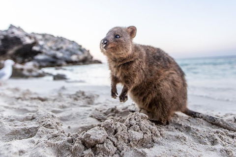 Rottnest Island All-Inclusive Grand Island Tour From Fremantle - Accommodation Port Macquarie 2