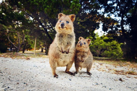 Rottnest Island All-Inclusive Grand Island Tour From Fremantle - Accommodation Port Macquarie 5