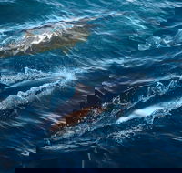 Sydney Whale-Watching Cruise - Accommodation Port Macquarie