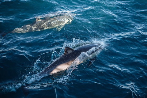 Sydney Whale-Watching Cruise - Accommodation Port Macquarie 0