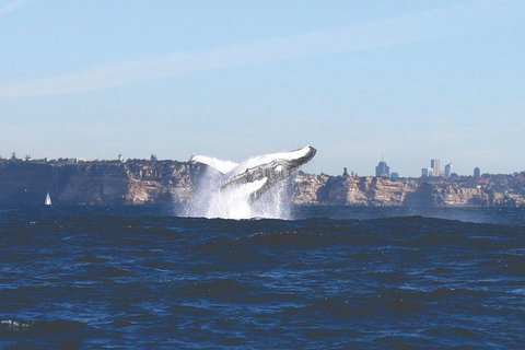 Sydney Whale-Watching Cruise - Accommodation Port Macquarie 3